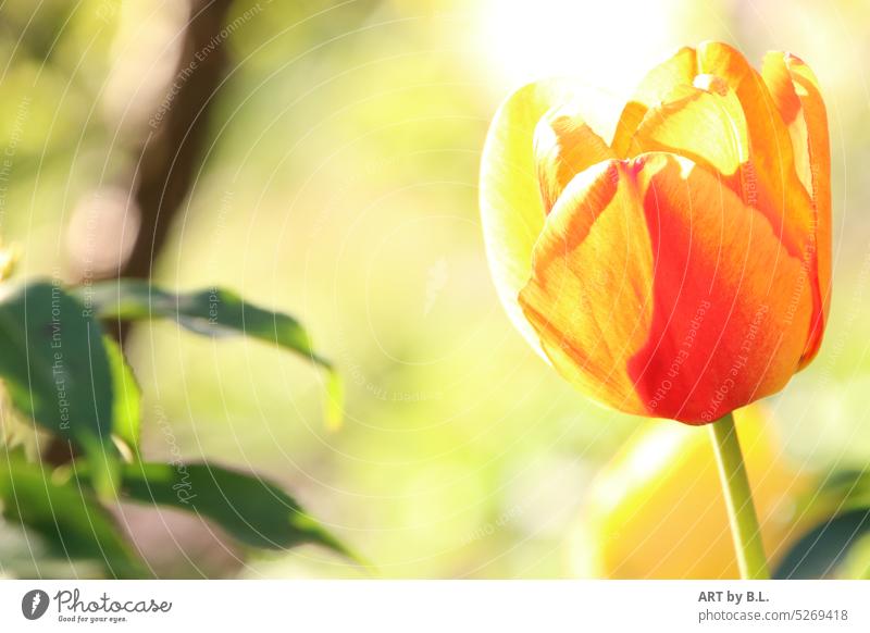 Spring impression Flower Tulip Season Nature Impression Tulip time