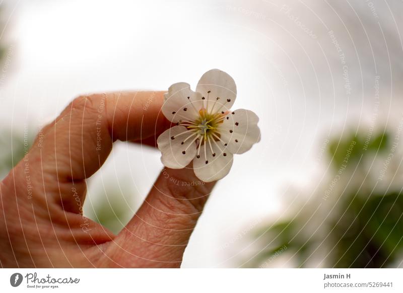 A small white flower in hand Blossom White Hand Spring Plant Free space above Colour photo Copy Space top Exterior shot Shallow depth of field Day fruit blossom