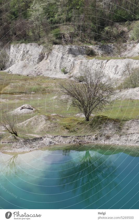 bare tree reflected in blue lime lake, former limestone quarry Lime Lake Water Tree Lakeside Grass Quarry Nature reserve Excavation lake Quarry edges