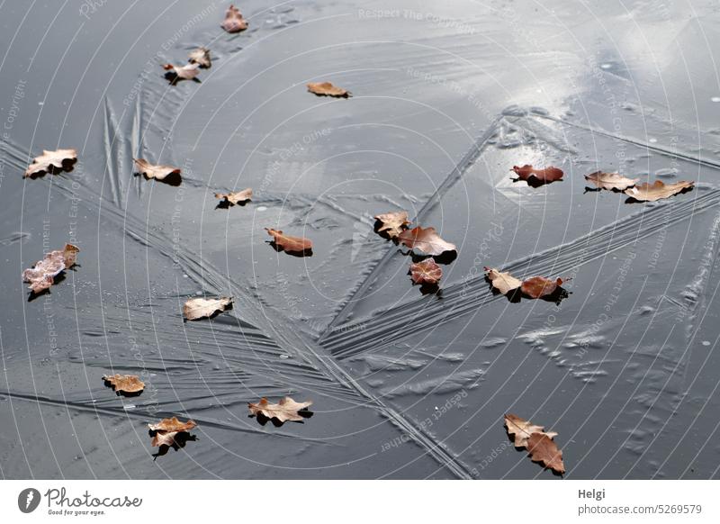 Traces ... of winter | ice structures and dried oak leaves on a frozen lake Ice Frozen surface Ice structure Leaf Oak leaf Shriveled Winter chill Frost Cold
