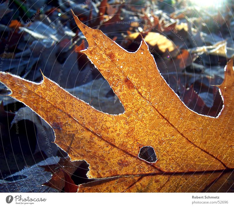 The leaf in the light Leaf Oak leaf Woodground Autumn Grief Death