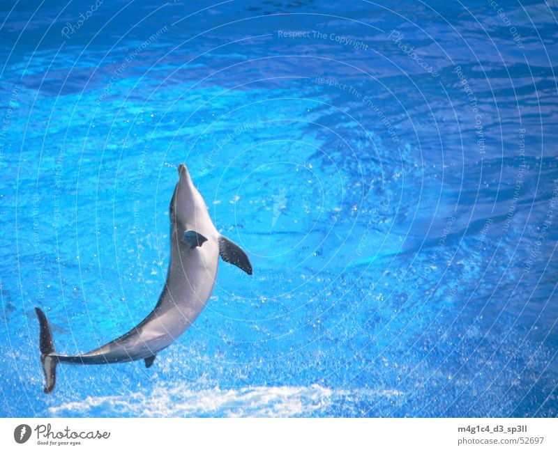 dolphin ocean