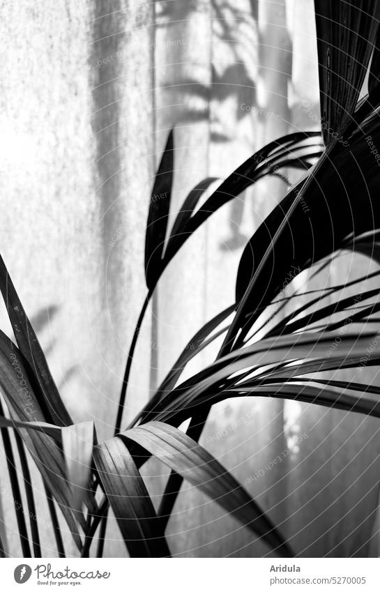 Shadow play | palm tree and curtain on window Kentia palm Palm tree Houseplant Plant Leaf Foliage plant Palm frond room Window Drape Light Mood lighting Cloth
