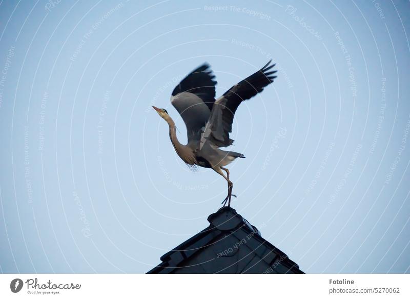 The gray heron on the roof of the house is about to fly off. Pure elegance. It seems like he is dancing on the roof. Heron Grey heron Bird Animal Exterior shot