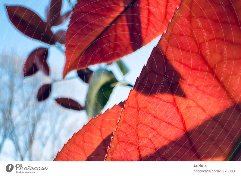 Evening mood | leaves close up in sunlight Sun Sunset Light evening mood Twigs and branches plants Spring Garden Sky Red Visual spectacle Exterior shot Sunlight