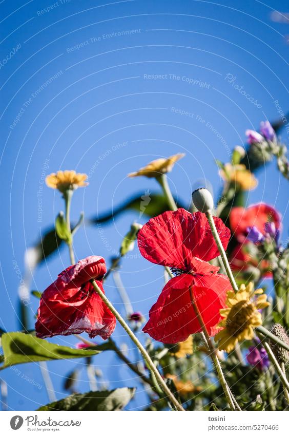 Finally summer - a small sea of flowers Sky blue Spring Summer Flowering plant Poppy Poppy blossom Nature sea of blossoms Nectar Bee food insects Red Plant