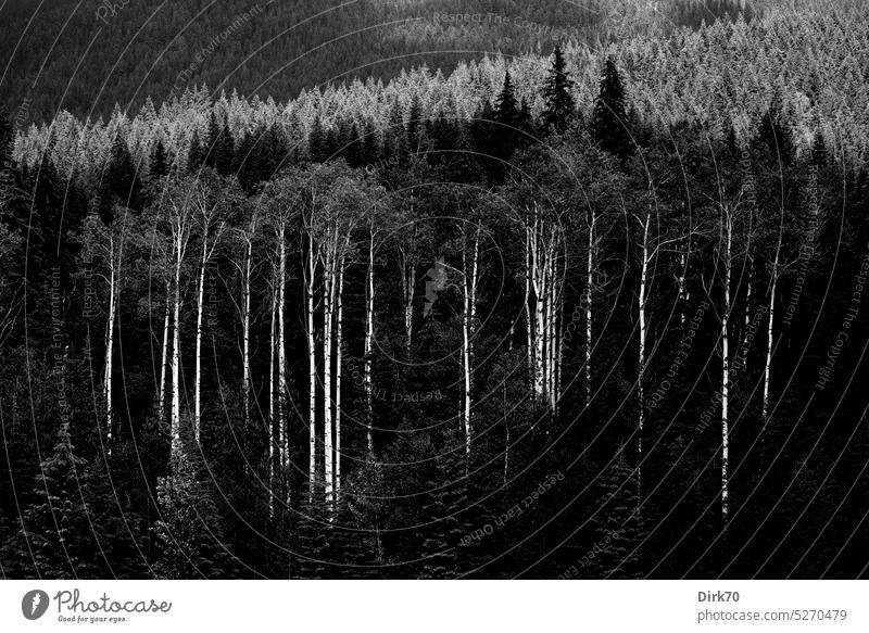 Group of American aspens at the foot of Mount Robson, British Columbia, Canada Aspen Poplar Trembling Poplar Tree Forest Black & white photo black-and-white