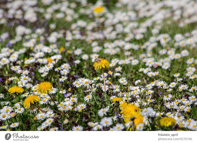 Little bee and flower | spring meadow with dandelion and daisy and bee Meadow Meadow flower Dandelion Daisy Bee Spring Nature Flower Garden Flower meadow Grass