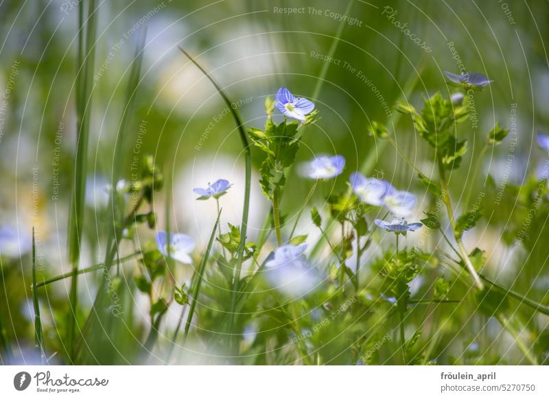 Ceremonial | Honor Prize Spring Blossom Flower Nature Blue Plant Blossoming Colour photo Shallow depth of field Garden Delicate Small pretty Close-up Green