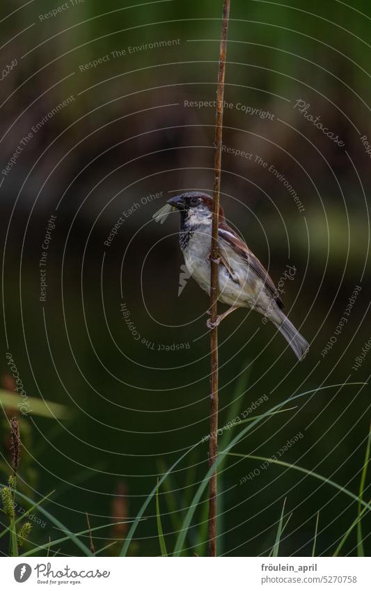 Insects as food | sparrow with insect in beak Sparrow Fly Dragonfly Grand piano Nature Animal Bird Feed Animal portrait Wild animal Environment Passerine Bird