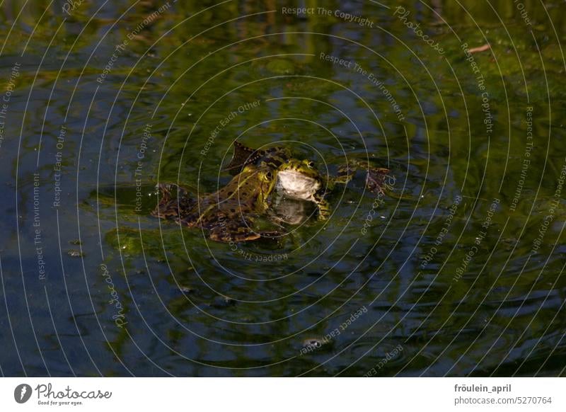 Kiss me, I'm not a frog | Frogs in water during mating season Nature Spring Mating Pond Water Lake Animal amphibians Painted frog Swimming & Bathing Environment