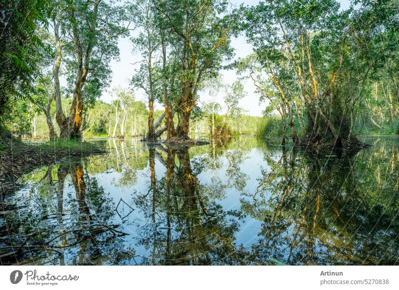 White samet or cajuput trees in wetlands forest with reflections in water. Greenery botanic garden. Freshwater wetland. Beauty in nature. Body of water. Lush green forest in wetland. Environment day.