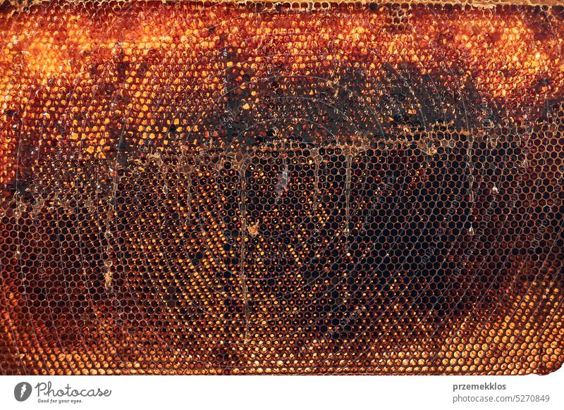 Close up of honeycomb with honey on it. Working in apiary. Harvest time in apiary. Beekeeping as hobby. Agriculture production bee honeybee beekeeper apiculture