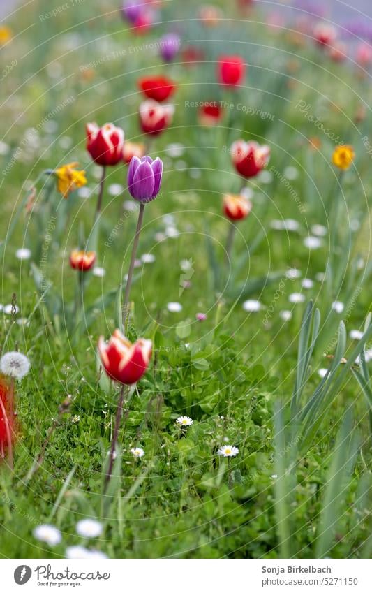 dashes of colour tulips Narcissus Meadow Grass Green Red purple Yellow variegated Spring Blossom Nature Flower Plant Colour photo Blossoming flowers pretty