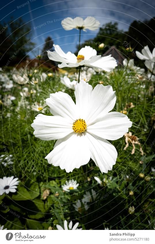 white summer flower in flower field Flower field Summer Plant Blossom blossom inflorescence Nature summer bloomers summer sun Meadow asteraceae composite