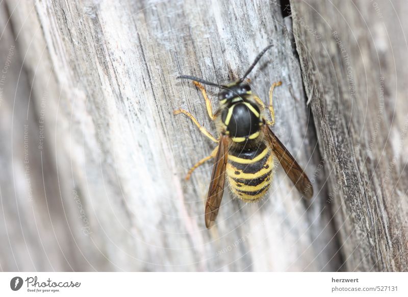 Hey, bee Animal Bee Flexible Flying Buzz Wing Exterior shot Detail