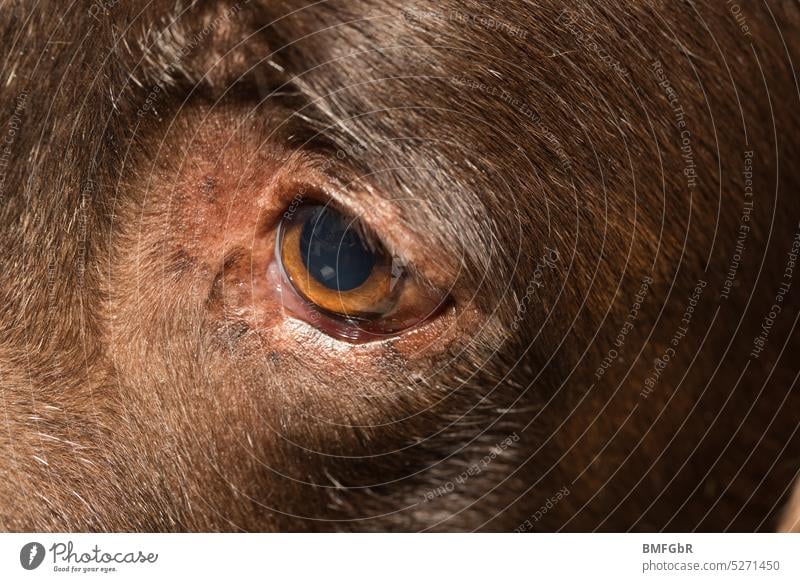 Detail face chocolate colored dog, Labrador, with focus on one eye Eyes Dog breed Purebred dog Pet detail Face eye area Pelt hair Hairy Trust Affection Love