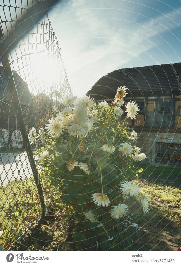 fenced flowers blossoms Spring petals Growth Many shrub Garden Wire netting fence House (Residential Structure) Old Ruin Sunlight Back-light Village