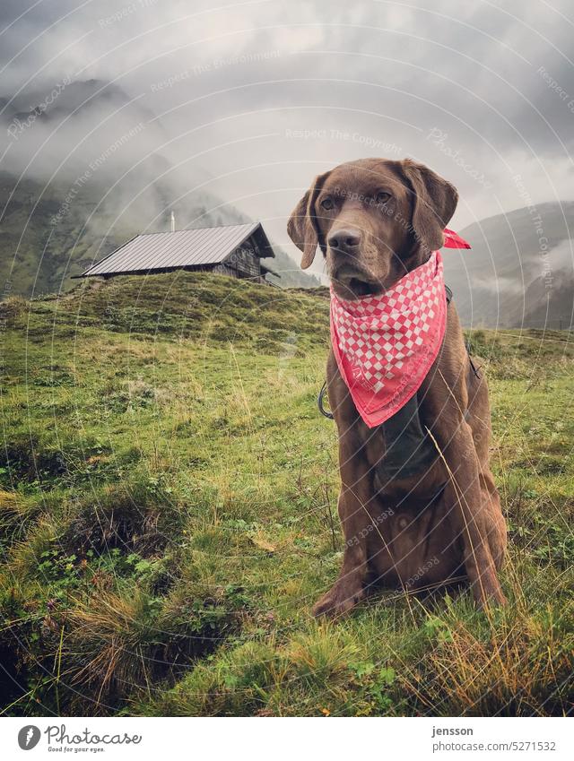 Brown Labrador on mountain meadow in front of mountain hut Alps Austria Dog Mountain Labrador retriever Checkered Neckerchief Nature Pet Animal Animal portrait