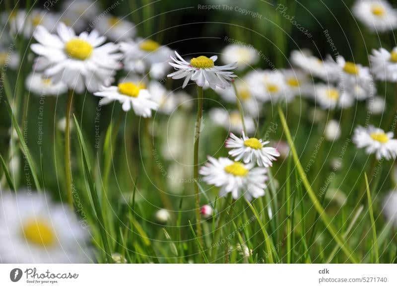 I'd have a few daisies for variety.... Daisy Meadow Nature Grass Spring Garden Green Summer Flower meadow White Blossom Blossoming Wild plant Growth pretty