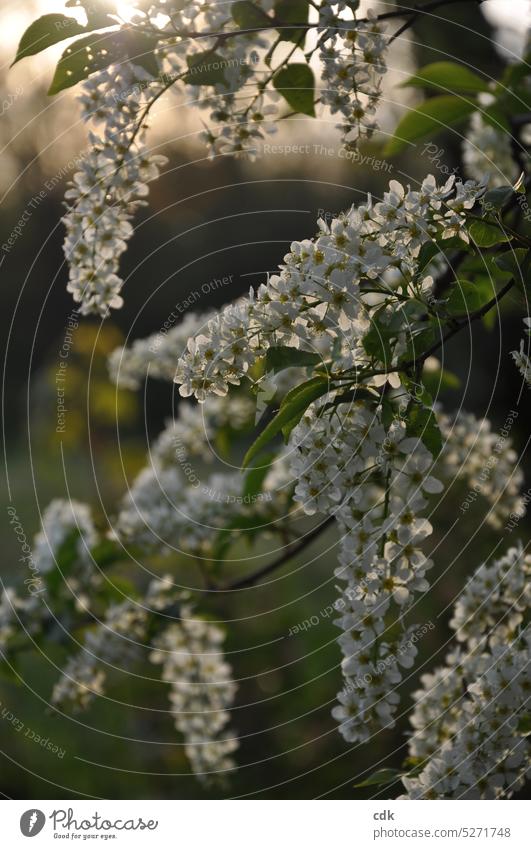 Sweet fragrance is in the air. Flower magic in the evening light. Blossom Nature Spring Plant Blossoming White naturally Green Deserted Exterior shot