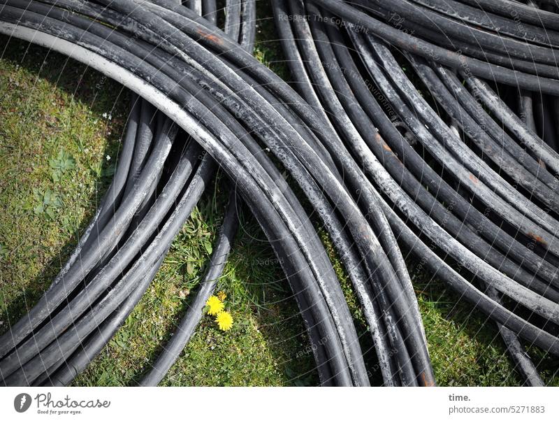off the roll Hose Cable Meadow Dandelion agoccupied temporary storage communication Parallel Rolled up refurbishment Craft (trade) Electrics Plastic Blossom