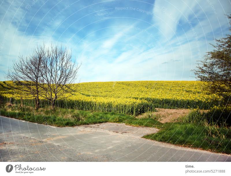 Bee buffet trees Green Movement branches twigs Growth Change spring Plant Nature Tree Environment Sky Canola Canola field Agriculture Horizon Street Asphalt