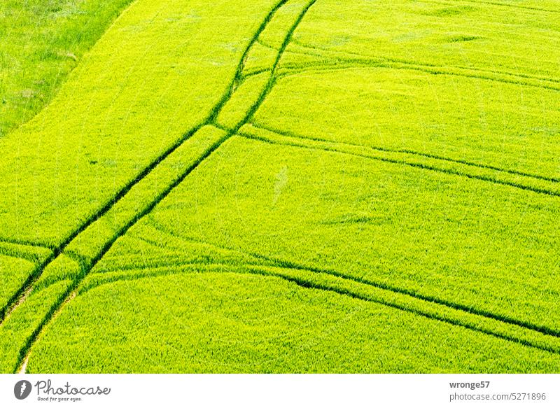 Tracks | in grain field topic day Cornfield Grain field Tracks in the field tractor tracks green field Field Agriculture Agricultural crop Summer Nutrition