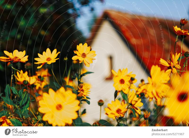 Yellow summer flowers in front of red roof in warm color mood Summerflower Roof Summery Sun Red vacation Relaxation travel glad Bright blossoms Vacation home