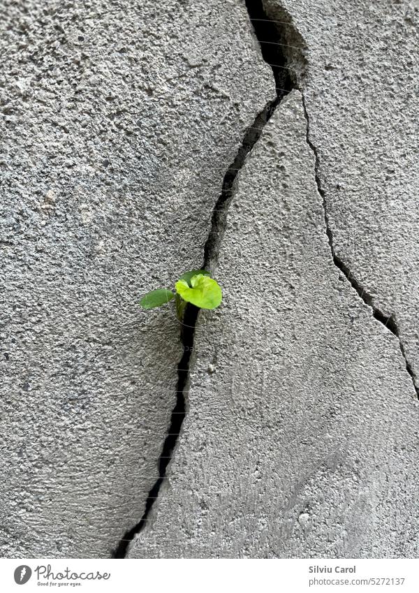 Closeup of plant grown from a cracked concrete wall fractured life green leaf hope concept stone nature germinating growing growth tree background new