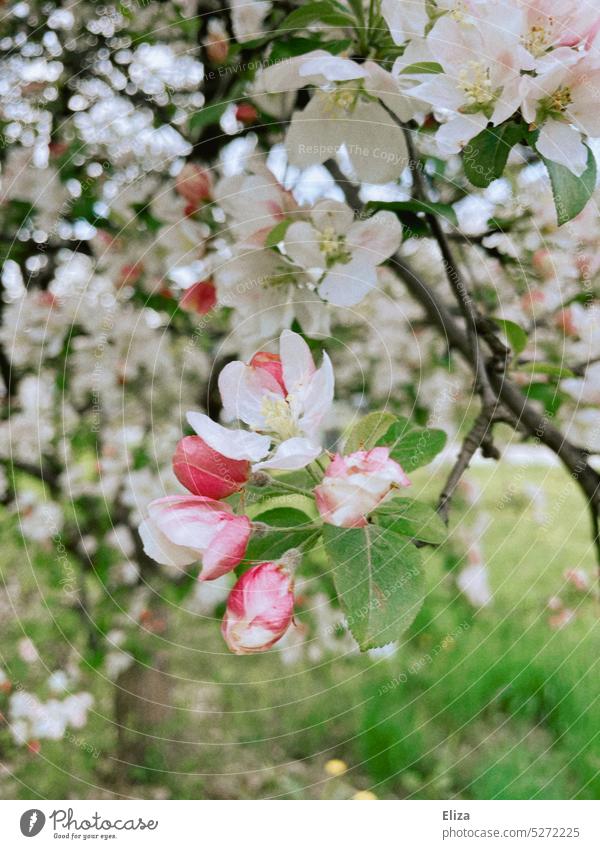 Blossoms of apple tree blossoms Apple tree Blossoming Plant Nature Tree Spring Pink buds Garden Fruit trees Apple blossom Close-up Green