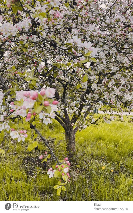 Blühender Apfelbaum im Garten Blüten blühend Pflanze Natur Baum Frühling rosa Knospen Obstbaum Apfelblüte Nahaufnahme grün
