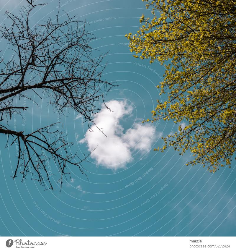 Sky with little clouds and 2 different trees, bare and spring greenery Tree one cloud May Spring Opposites Nature Blue Beautiful weather Environment Blue sky