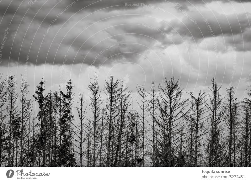 Dead conifers fir trees Coniferous trees Forest dead forest Death Grief Transience Fear Clouds Dramatic dramatic sky Gale Winter Autumn Tree parasites Skeleton