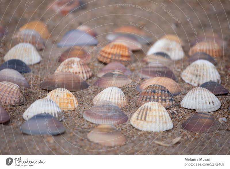 Collection of colourful seashells in the sand. Beach background with beautiful seashells. Flat lay pastel coloured seashells. a lot abstract aquatic beach