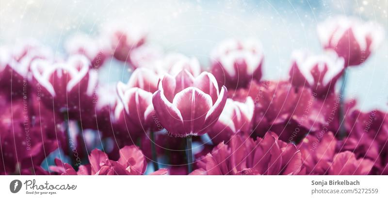 Winter in spring, tulips in frost panorama banner header flowers Violet pretty floral Blossom Flower Tulip Bouquet Close-up Colour photo Decoration