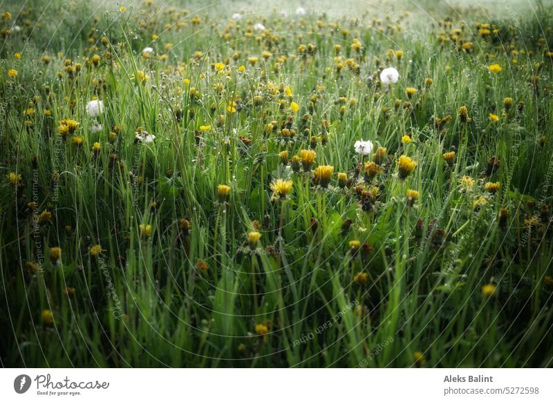 A meadow with dandelions and dandelions in the morning dew. Meadow Green Spring Grass #dandelion puff flowers Nature Exterior shot Colour photo Wild plant