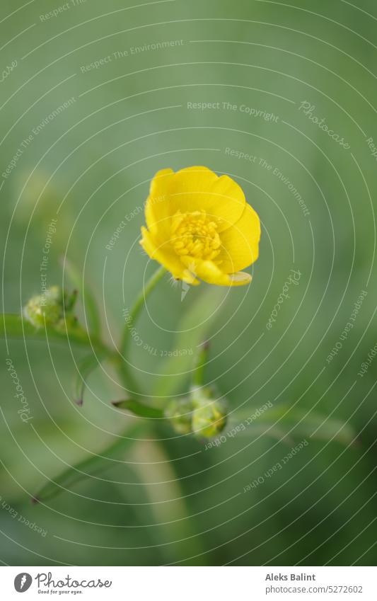 A small yellow buttercup with blurred background. Yellow Flower Nature Blossom Plant Close-up Green Spring Blossoming Colour photo Deserted