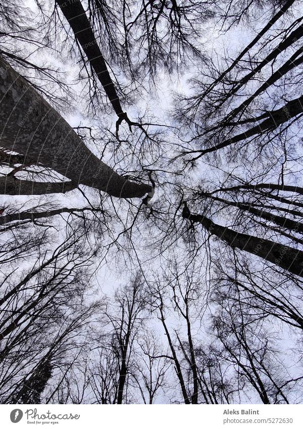 Tree tops from below. Treetops Tree canopy trees Forest Sky Outdoors pretty Nature naturally Wood
