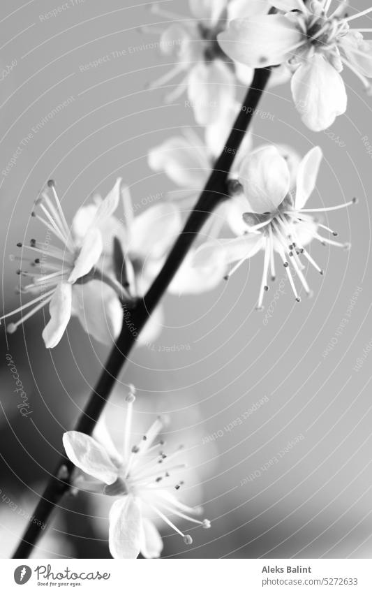 Branch with flowers of Japanese cherry in black and white. Twig blossoms black-and-white Black and white photography Exterior shot Deserted Black & white photo