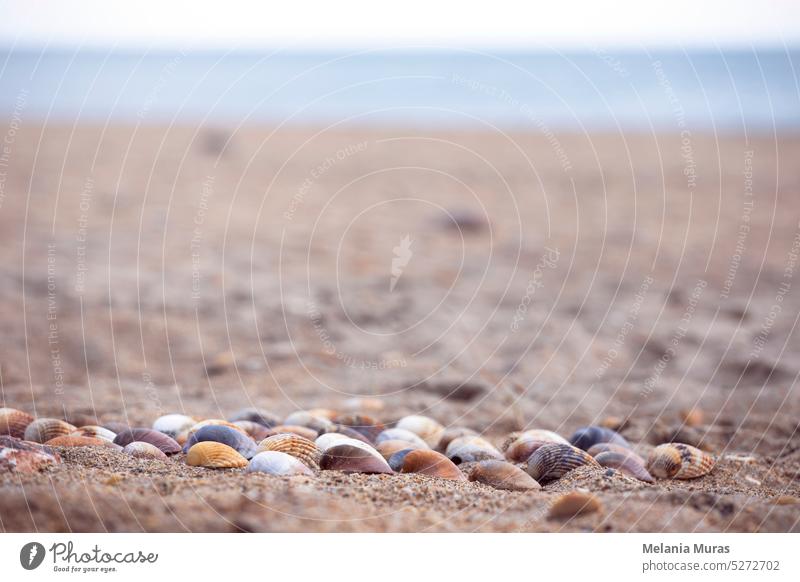 Collection of colourful seashells in the sand. Beach background with beautiful seashells and copy space. Pastel coloured seashells. a lot abstract aquatic beach