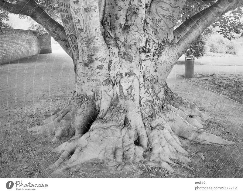 Full Tree Tree trunk Fat Overweight Exterior shot Black & white photo Tree bark Root Unwavering Patient Large Gigantic Nature Environment Day Light Shadow