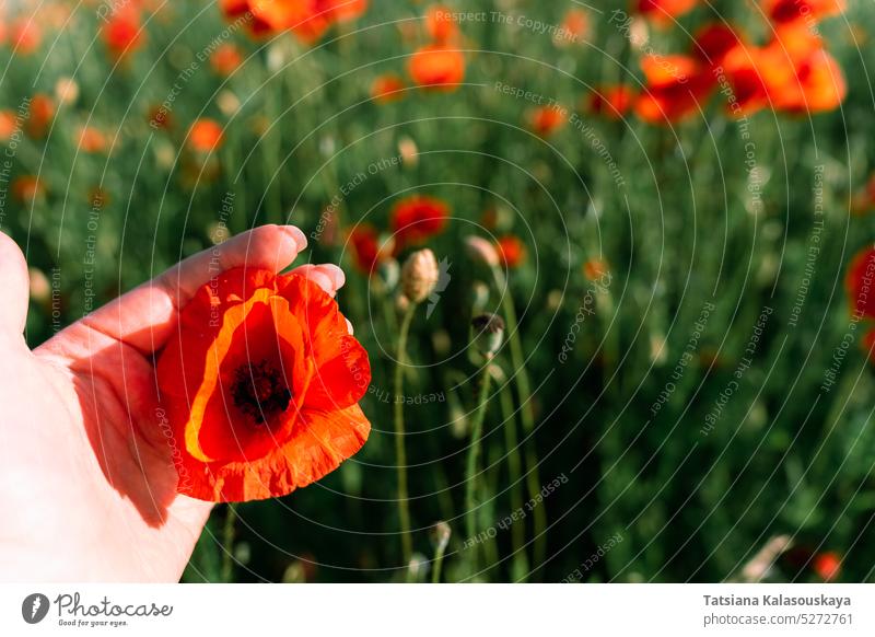 Focus in the foreground on a woman's hand holding a bud of red field poppy, also known as the common poppy Papaver Close Up flowers flowering blooming Blossom