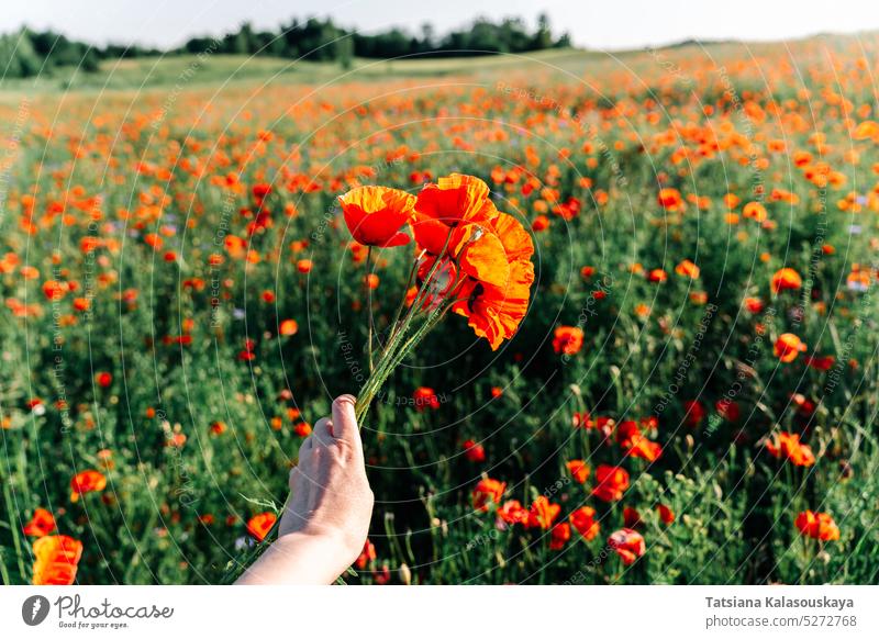 A woman's hand holding a bunch of bright red poppies among a poppy field in early summer in sunlight Papaver Close Up flowers flowering blooming bouquet petal
