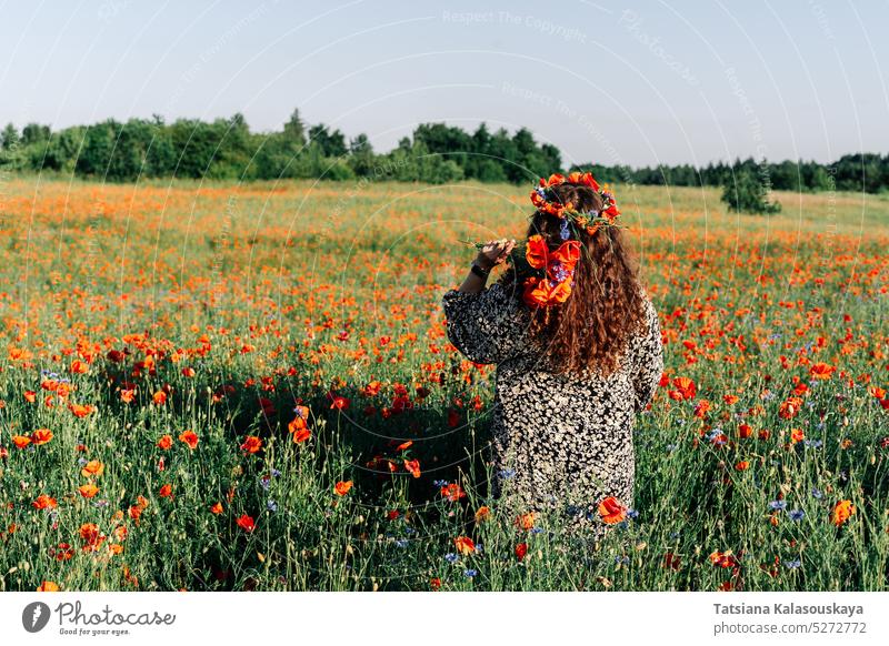 Plus size woman with long curly hair in a dress stands among a flowering poppy meadow in early summer in a wreath of red poppies and holds a bunch of poppies