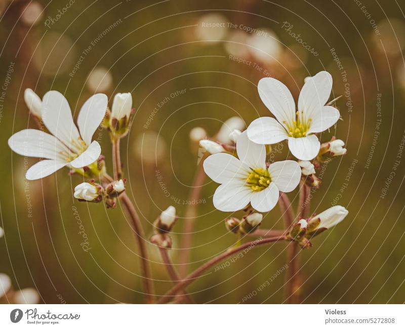 Knotted saxifrage - Grain saxifrage - White saxifrage II Tinkerbird saxifrage blossoms saxifraga herbaceous plant Plant Flower sea of blossoms