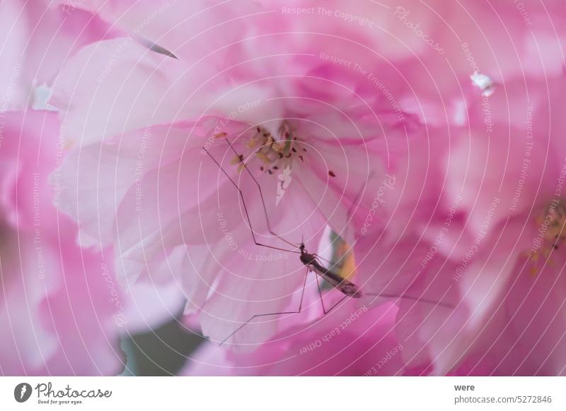 Close up of pink ornamental cherry blossom with mosquito with water drops after rain Blossoms Drops H2O Liquid Raindrops blooming copy space flowers fluid fresh