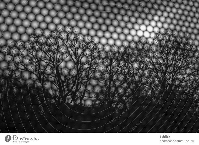 Perforated plate tree sky landscape Plate with holes trees Bleak lens effect Black & white photo somber Dark Winter Landscape Exterior shot Forest