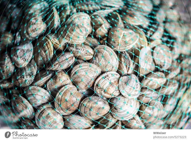 A net full of freshly caught mussels is offered at the fish market seashells Net quantity Many food Marine Animals Marine products catch Fresh Captured Water