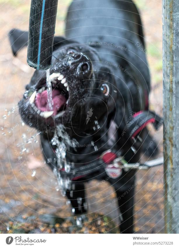 A very thirsty black dog greedily drinks water from a hose on a hot summer day Thirst Drinking Water Thirsty Dog Pet Labrador Muzzle Snout Nose Perspective